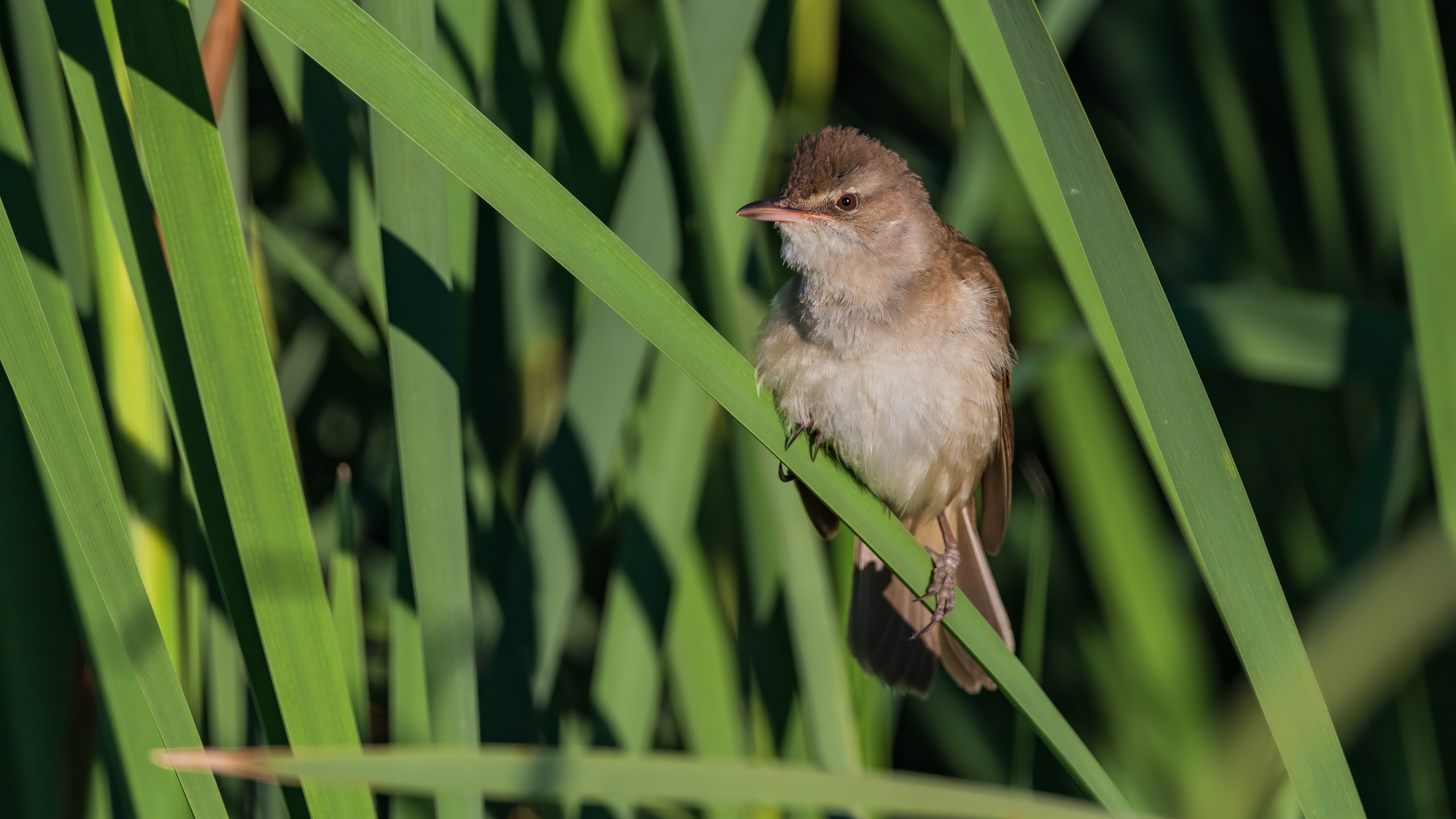 Great Reed Warbler